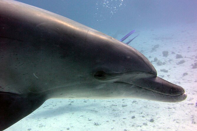 Swimming with Dolphins and Banana Boat Sea Trip Day Experience - Hurghada - Tips for getting the most out of the day