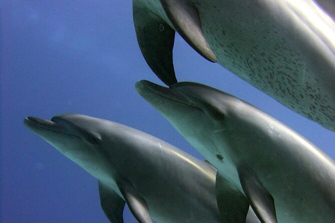 Swimming with Dolphins and Banana Boat Sea Trip Day Experience - Hurghada - Banana boat and air mattress fun: choose your pace on the water
