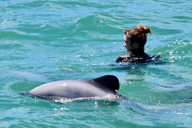 Swimming with Wild Dolphins in Akaroa - Hector’s Dolphins in Akaroa: Why This Wild Swim Isn’t a Copy-Paste Tour