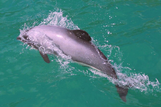 Swimming with Wild Dolphins in Akaroa - Safety Rules and Swim Requirements (This Matters More Than You Think)