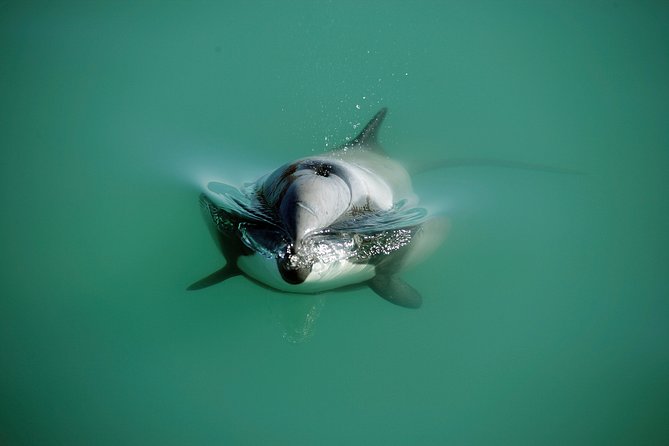 Swimming with Wild Dolphins in Akaroa - What Actually Happens When You’re In the Water