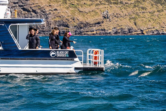 Swimming with Wild Dolphins in Akaroa - If Dolphins Don’t Show Up: Your Realistic Plan B