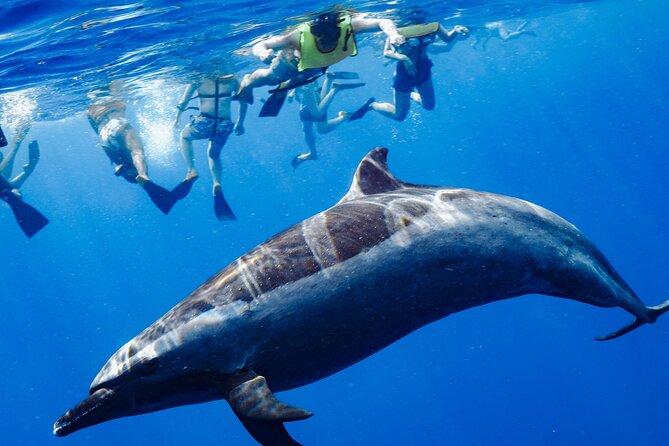 Swimming with Wild Dolphins Speedboat Adventure on Oahu - Key things I’d circle before you book