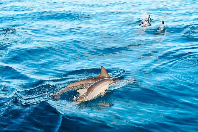 Swimming with Wild Dolphins Speedboat Adventure on Oahu - Stop 3 along West Oahu: coastline views, seasonal whales, and reef time