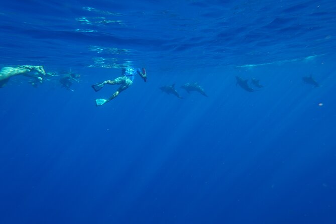 Swimming with Wild Dolphins Speedboat Adventure on Oahu - Dolphin and turtle safety: what comfort decisions you can make