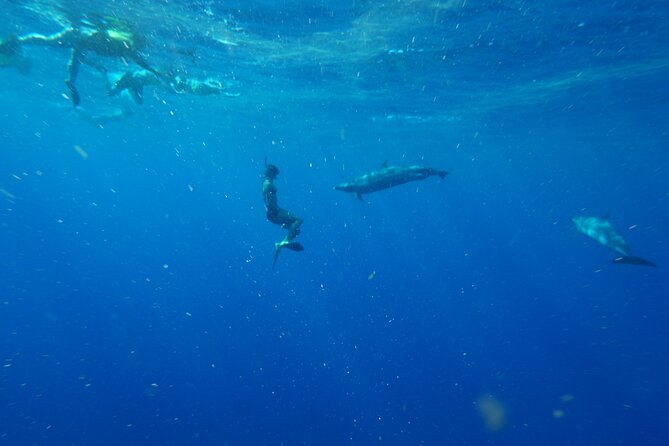Swimming with Wild Dolphins Speedboat Adventure on Oahu - Included gear, photos, and the extras that cost money