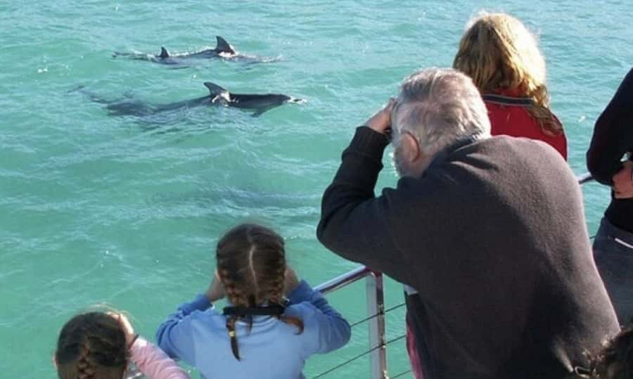 Sydney: Jervis Bay Day Trip with Dolphins, Roos & Beach Time - Key highlights at a glance