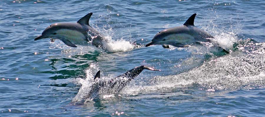 Sydney: Port Stephens Dolphin Cruise & Sandboarding Day Trip - Price and value: $145 for a full day of water, rehab, and adrenaline