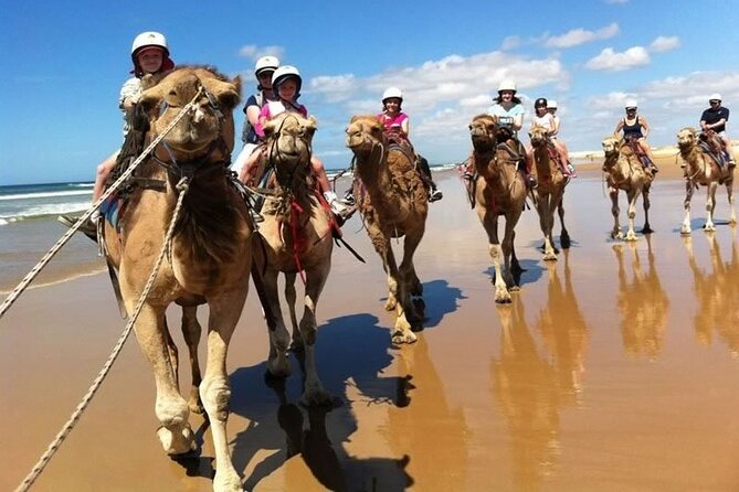 Sydney: Port Stephens Sandboarding, Dunes & Dolphin Cruise option - Choose your adventure: dolphins in Marine Park or a Mount Tomaree summit hike