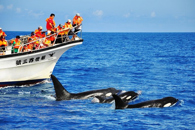 Taiwan Hualien Whale Watching Dolphin - Key points before you go