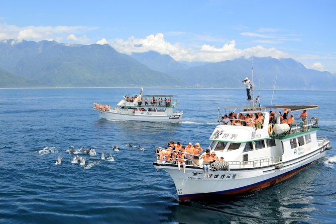 Taiwan Hualien Whale Watching Dolphin - Hualien’s Kuroshio waters: why you’re likely to see cetaceans