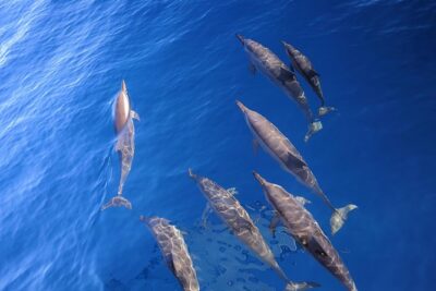 Taiwan Hualien Whale Watching Dolphin - The 2-hour rhythm: pickup to pier to open water