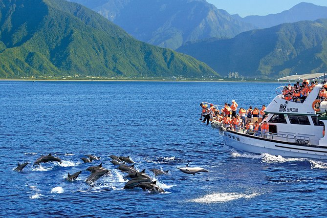 Taiwan Hualien Whale Watching Dolphin - What species are you most likely to see?