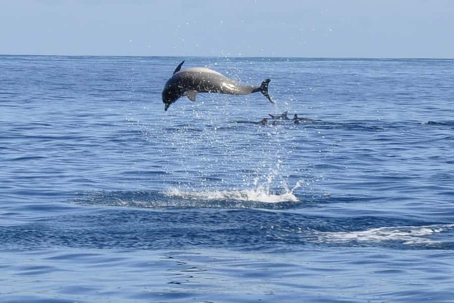 Tamarin: Dolphin Snorkel, CrystalRock, ile o Benitiers Lunch - Tamarin Dolphin Snorkel: What Makes This Day Trip Work