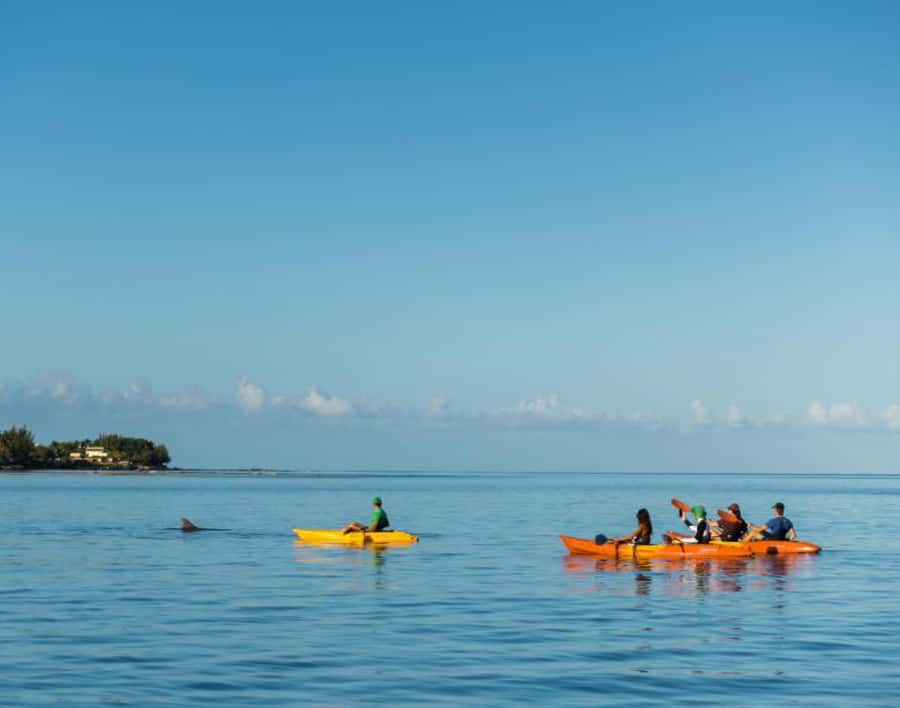 Tamarin: Guided Kayak Tour with Dolphins - The Sunrise Paddle From Tamarin Beach (What Happens First)