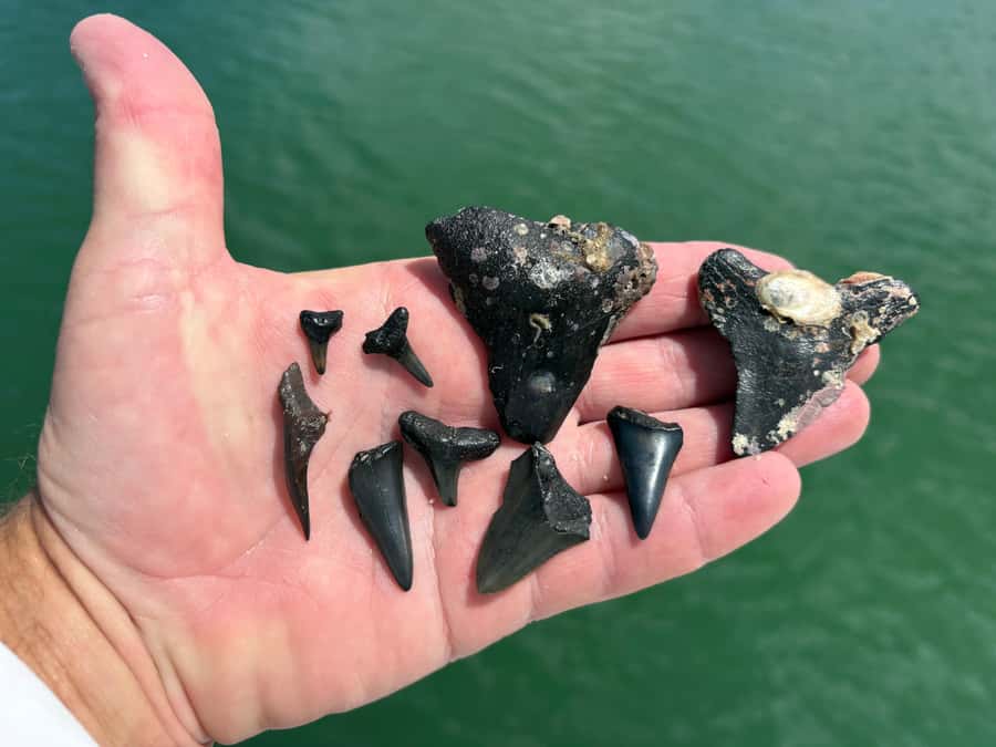 Tampa Bay: Private Sunrise Dolphin & Island Cruise - FAQ
