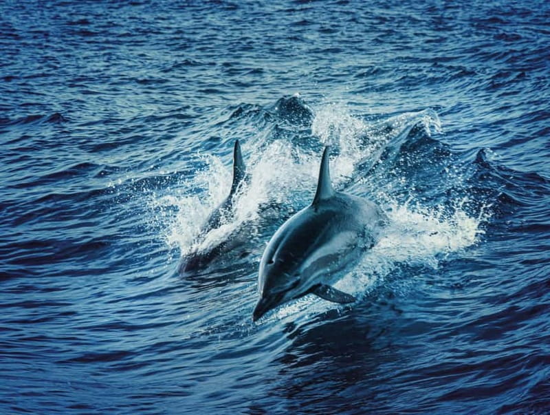 Taormina and Giardini Naxos: 2 Hour Dolphin Tour & Grotto - Key points to know before you go