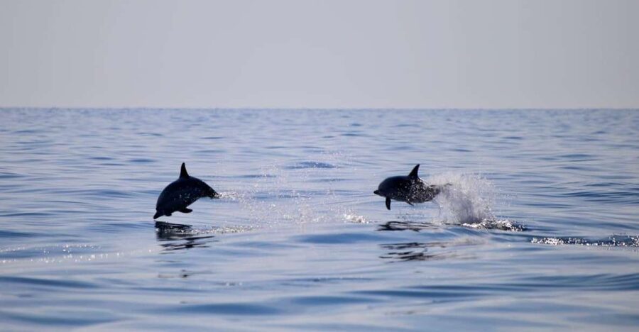 Taormina Coast Tour and Searching Dolphins - Where the tour starts: La Sirena and a quick boarding rhythm
