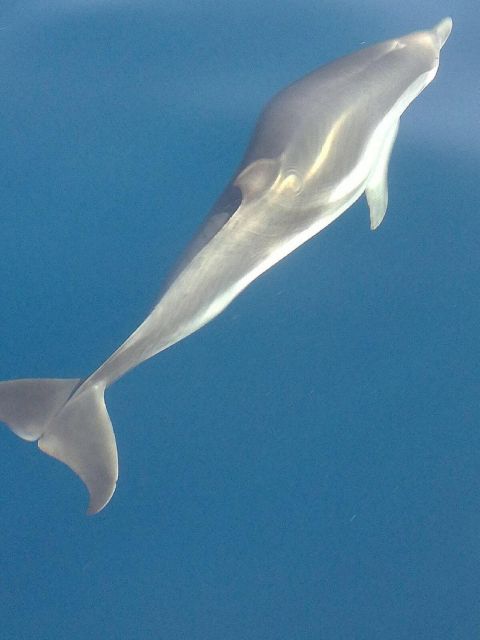 Taormina Coast Tour and Searching Dolphins - What to bring (and what not to) for a smooth sea day
