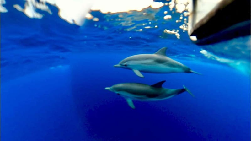 Taormina: Dolphin Tour and Sunset Aperitif Boat Tour - Price and Value: Is $57 Worth It?