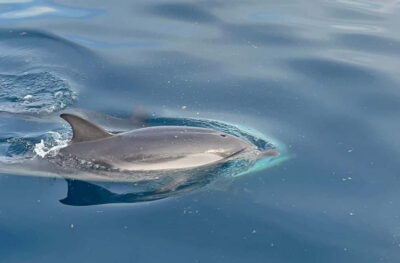 Taormina: Dolphin Tour and Sunset Aperitif Boat Tour - The Coast You Came For: Taormina and Naxos Bay Views
