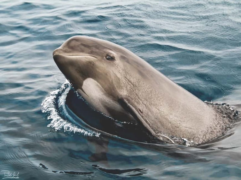 Tarifa: Orca, Whale and Dolphin Watching Boat Experience - Strait of Gibraltar Boat Tour from Tarifa: The Big Setup