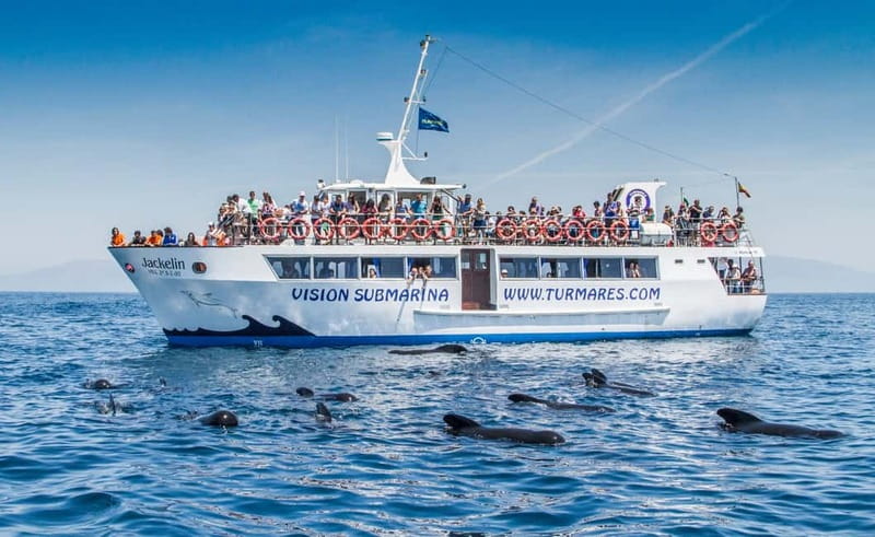Tarifa: Orca, Whale and Dolphin Watching Boat Experience - Who This Tour Fits Best