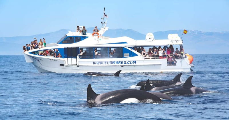 Tarifa: Orca, Whale and Dolphin Watching Boat Experience - Getting There and Boarding: What Matters Day-of