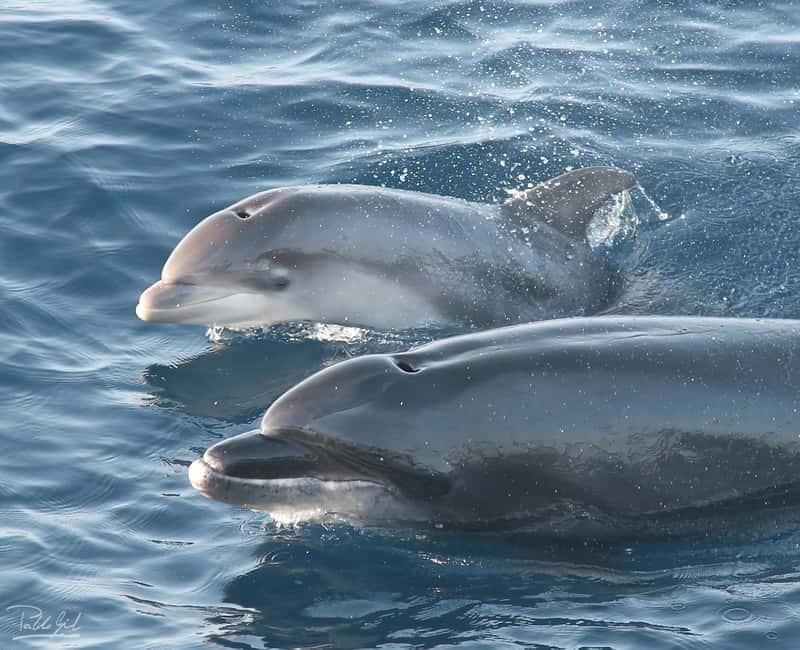 Tarifa: Orca, Whale and Dolphin Watching Boat Experience - Where the Magic Happens: Species, Seasonality, and Expectations