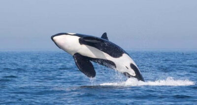 Tarifa: Orca, Whale and Dolphin Watching Boat Experience - The 3-Hour Cruise: How You Spend Your Time