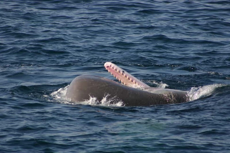 Tarifa: Orca, Whale and Dolphin Watching Boat Experience - How the Crew Tries to Find Orcas and Dolphins