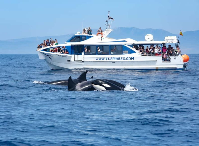 Tarifa: Orca, Whale and Dolphin Watching Boat Experience - Onboard Viewing Rules: Why They Improve the Experience