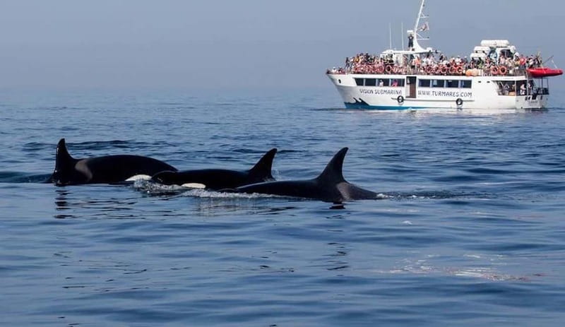 Tarifa: Orca, Whale and Dolphin Watching Boat Experience - Learning From the Guide: More Than a Sightseeing Trip