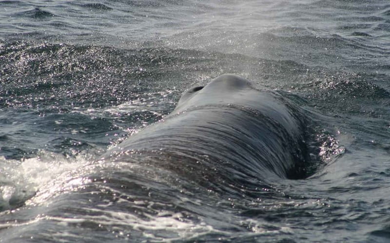 Tarifa: Orca, Whale and Dolphin Watching Boat Experience - What to Bring (So You’re Comfortable When the Action Starts)
