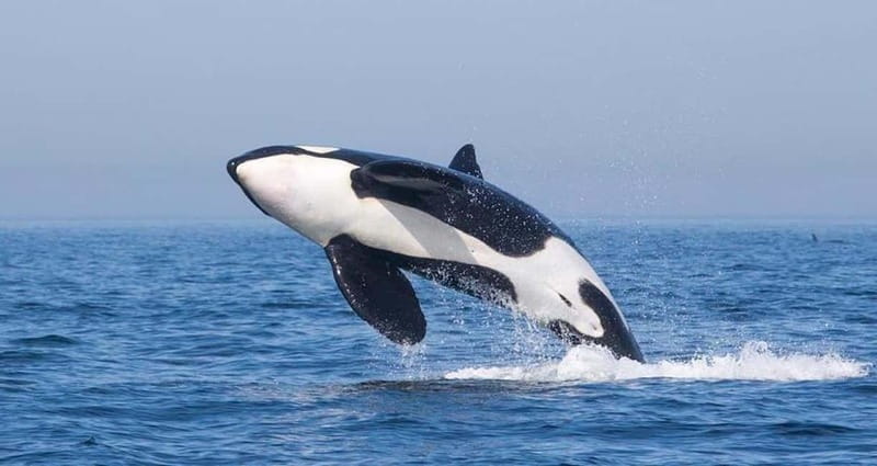 Tarifa: Orca, Whale and Dolphin Watching Boat Experience - The 3-Hour Cruise: How You Spend Your Time