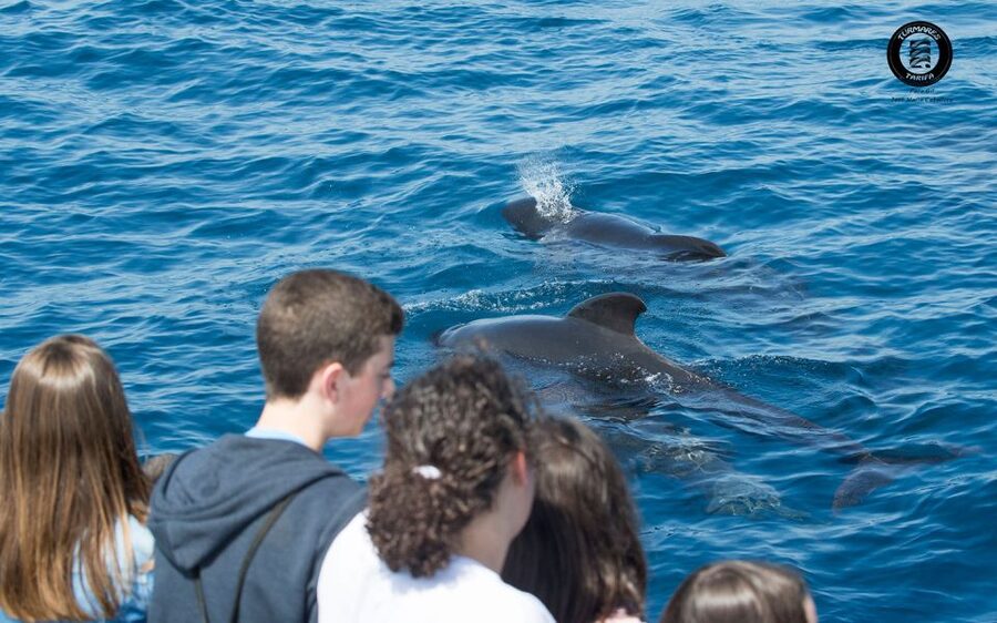 Tarifa: Whale & Dolphin Watching in the Strait of Gibraltar - Should you book Turmares Whale Watching in Tarifa?