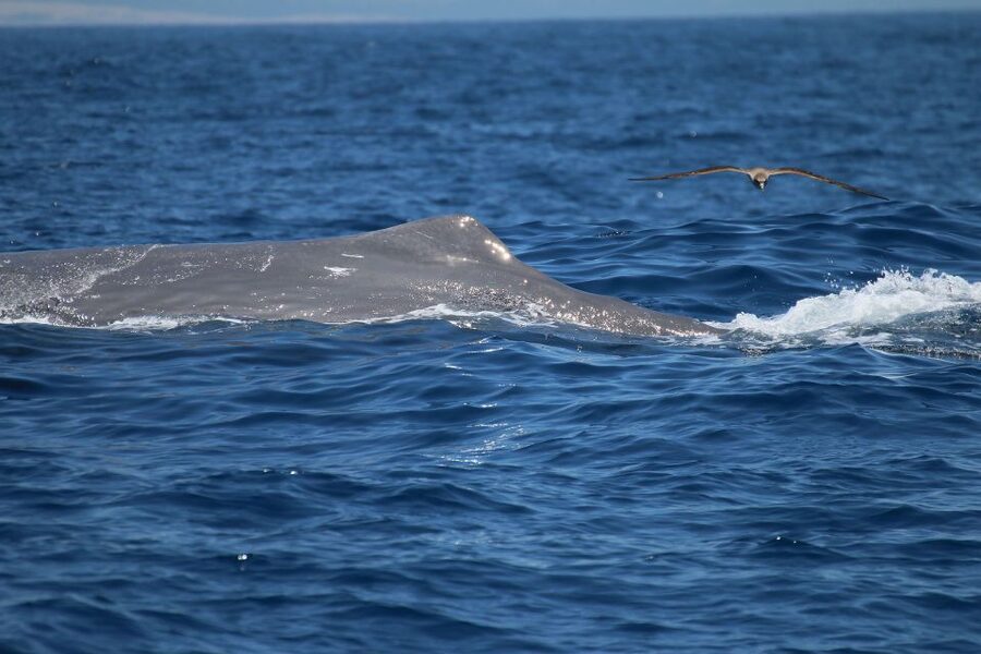 Tarifa: Whale & Dolphin Watching in the Strait of Gibraltar - Tarifa and the Strait of Gibraltar: why this area works