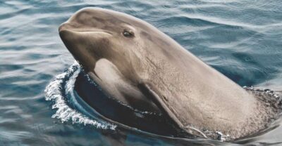 Tarifa: Whale & Dolphin Watching in the Strait of Gibraltar - Turmares check-in in Tarifa: safety briefing with real-world tips