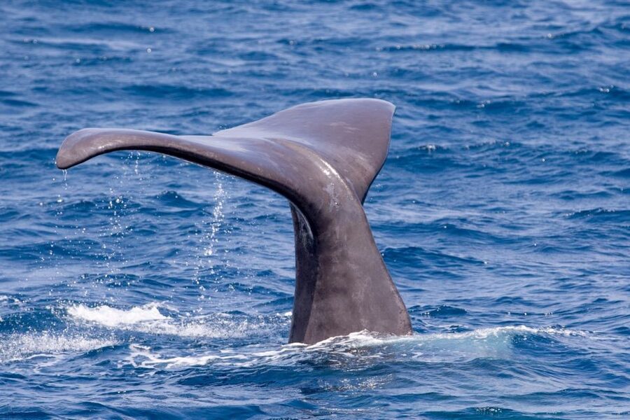 Tarifa: Whale & Dolphin Watching in the Strait of Gibraltar - Rules that protect animals and improve your experience