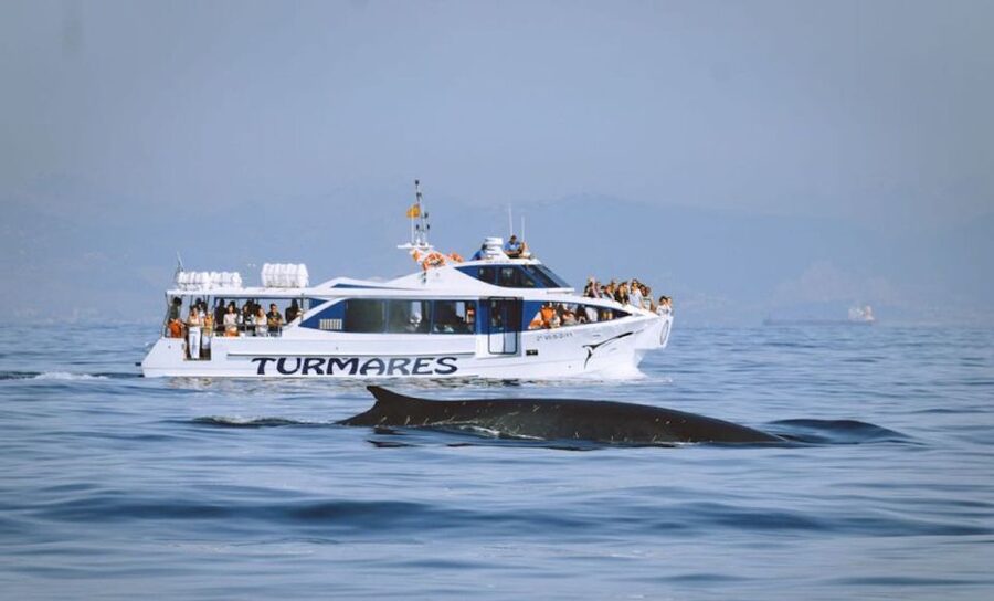 Tarifa: Whale & Dolphin Watching in the Strait of Gibraltar - On-board comfort: big boat, real sea movement, and how to dress