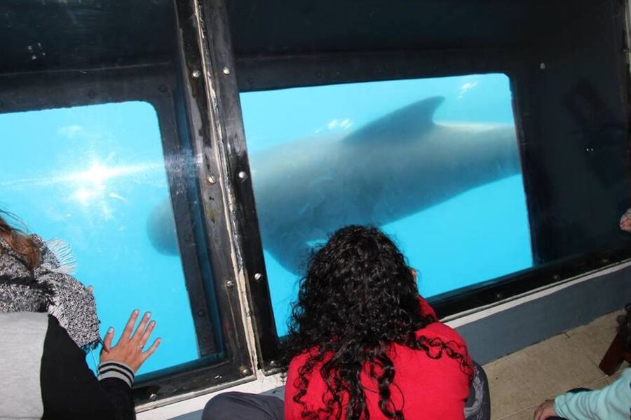 Tarifa: Whale & Dolphin Watching in the Strait of Gibraltar - Value for money: $53 for 2 hours plus a second chance