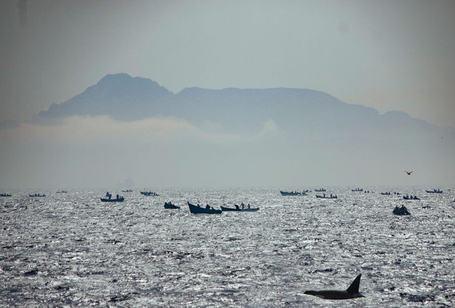 Tarifa: Whale & Dolphin Watching in the Strait of Gibraltar - Who this Tarifa whale and dolphin tour is best for