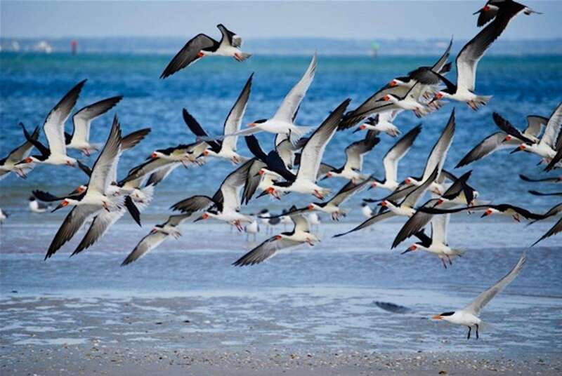 Tarpon Springs: Evening Dolphin Cruise - Key Things To Know Before You Board