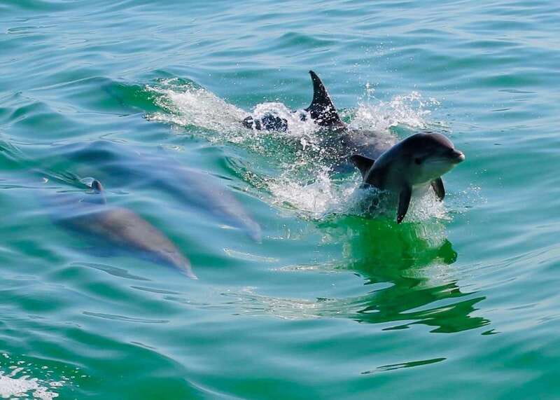 Tarpon Springs: Evening Dolphin Cruise - Wildlife on the Gulf: Dolphins, Manatees, Sea Turtles, and Birds