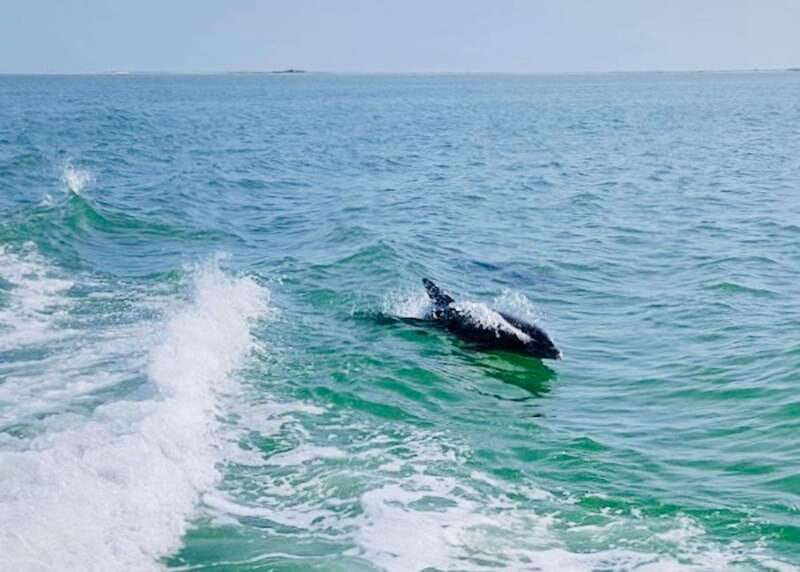 Tarpon Springs: Evening Dolphin Cruise - The Value for $28: What You Actually Get