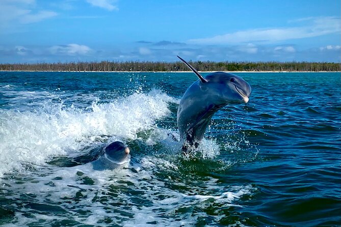 Ten Thousand Islands Eco/Dolphin Tour - Dolphins: what to look for and how to maximize sightings