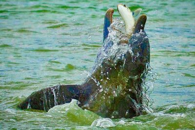 Ten Thousand Islands Eco/Dolphin Tour - How the 3-hour outing runs: from mangroves to the Cape Romano Dome House