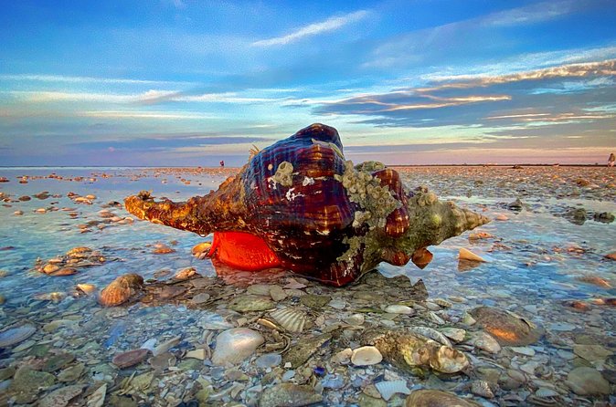 Ten Thousand Islands Eco/Dolphin Tour - Shelling on the beach: how to get better results fast