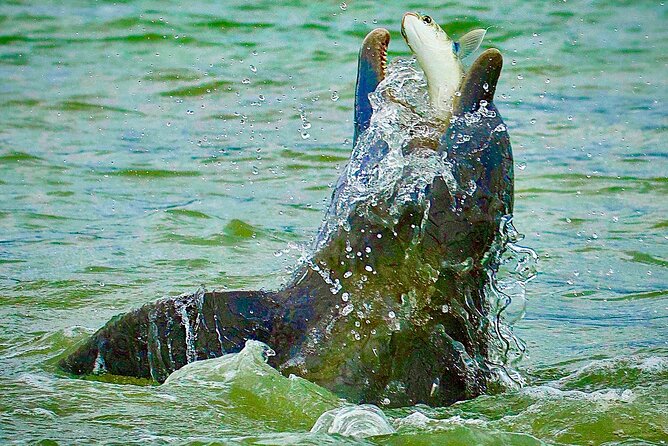 Ten Thousand Islands Eco/Dolphin Tour - How the 3-hour outing runs: from mangroves to the Cape Romano Dome House