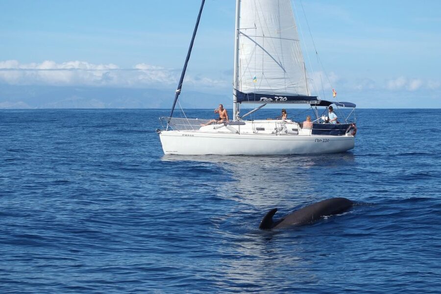 Tenerife: 3 &-6 Hour Private Whale & Dolphin Watching - First Look From Puerto Colón: a small-group sailing day